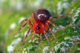 Trematocephalus cristatus / Ohne deutschen Namen / Baldachinspinnen - Linyphiidae / Ordnung: Webspinnen - Araneae