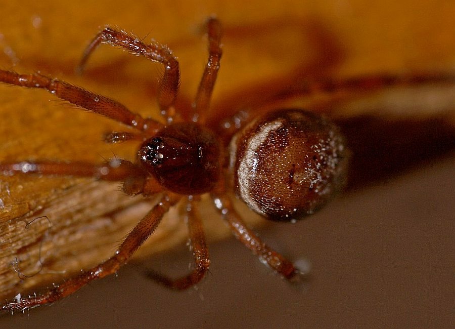 Steatoda bipunctata / Fettspinne / Familie: Kugelspinnen (Haubennetzspinnen) - Theridiidae / Ordnung: Webspinnen - Araneae