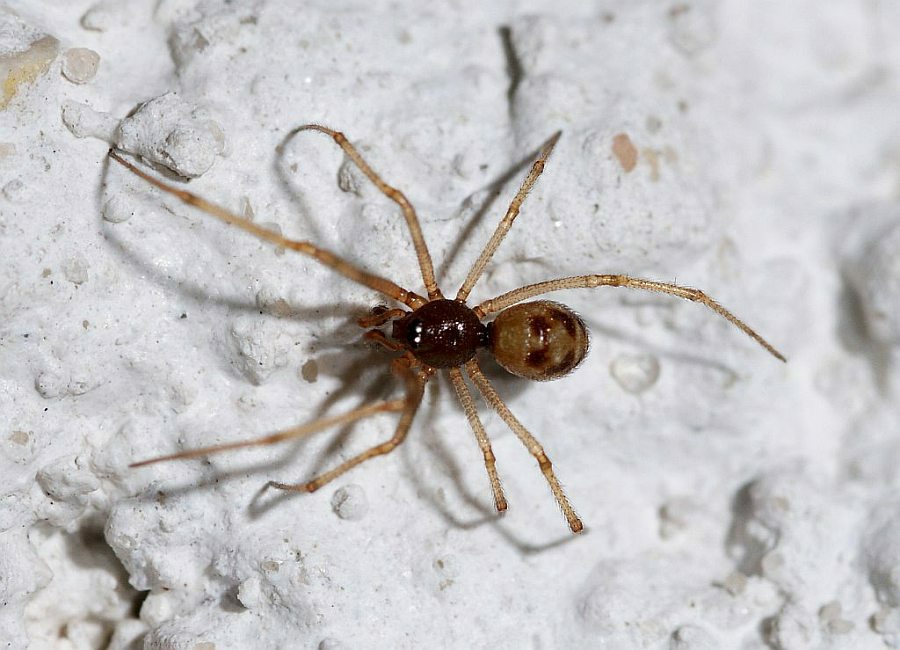 Steatoda triangulosa / Ohne deutschen Namen / Kugelspinnen (Haubennetzspinnen) - Theridiidae / Ordnung: Webspinnen - Araneae