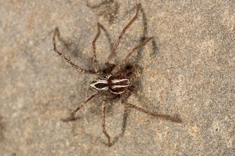 Thanatus atratus Simon, 1875 / Ohne deutschen Namen / Laufspinnen - Philodromidae / Ordnung: Webspinnen - Araneae