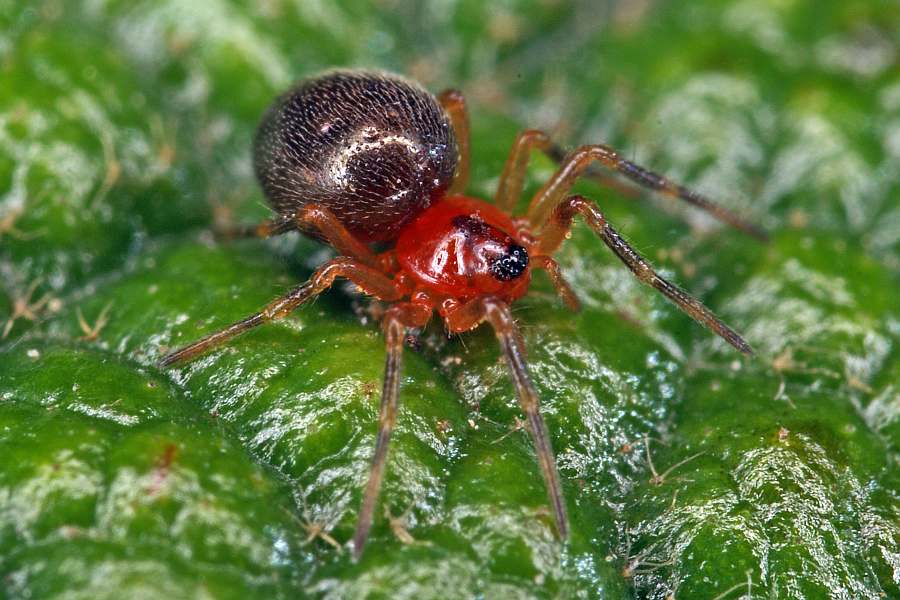 Trematocephalus cristatus / Ohne deutschen Namen / Baldachinspinnen - Linyphiidae / Ordnung: Webspinnen - Araneae