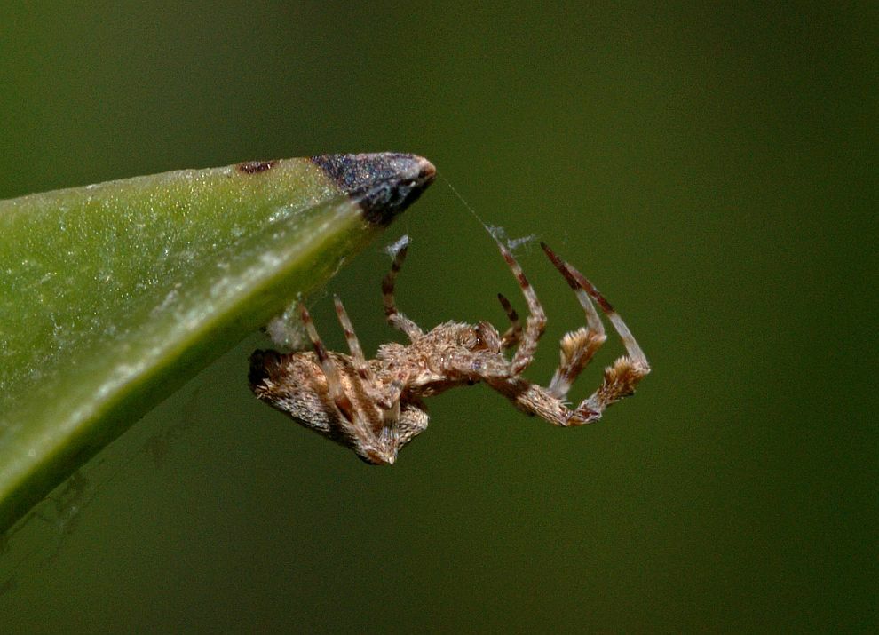Uloborus plumipes / Gewächshaus-Federfußspinne / Kräuselradnetzspinnen - Uloboridae