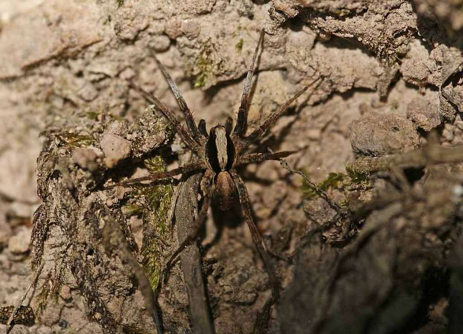 Xerolycosa nemoralis / Waldwolfspinne / Familie: Wolfspinnen - Lycosidae / Ordnung: Webspinnen - Araneae