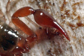Neobisium spec. / "Moosskorpion" / Neobisiidae / Klasse: Spinnentiere - Arachnida / Ordnung: Pseudoskorpione - Pseudoscorpiones
