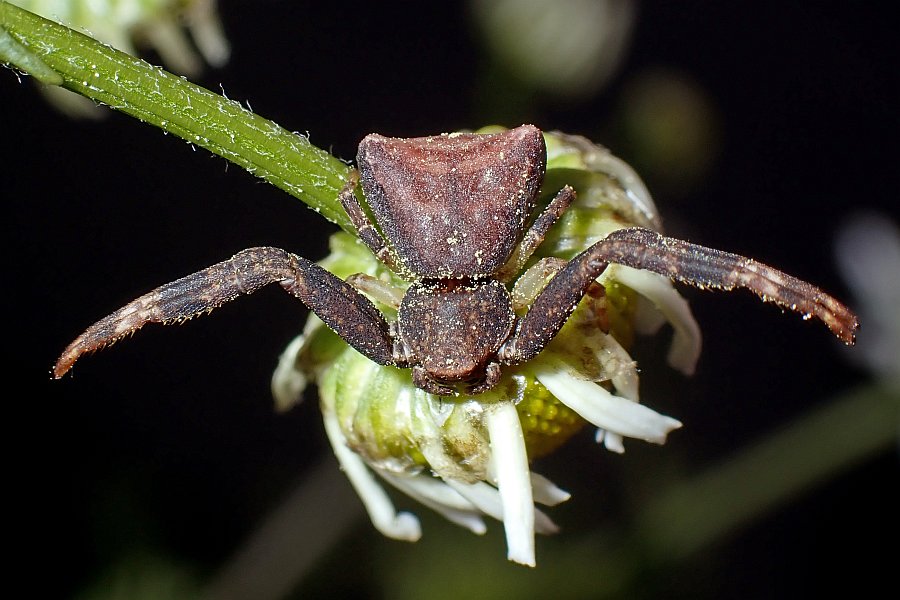 Pistius truncatus / Stutzkrabbenspinne / Krabbenspinnen - Thomisidae / Ordnung: Webspinnen - Araneae