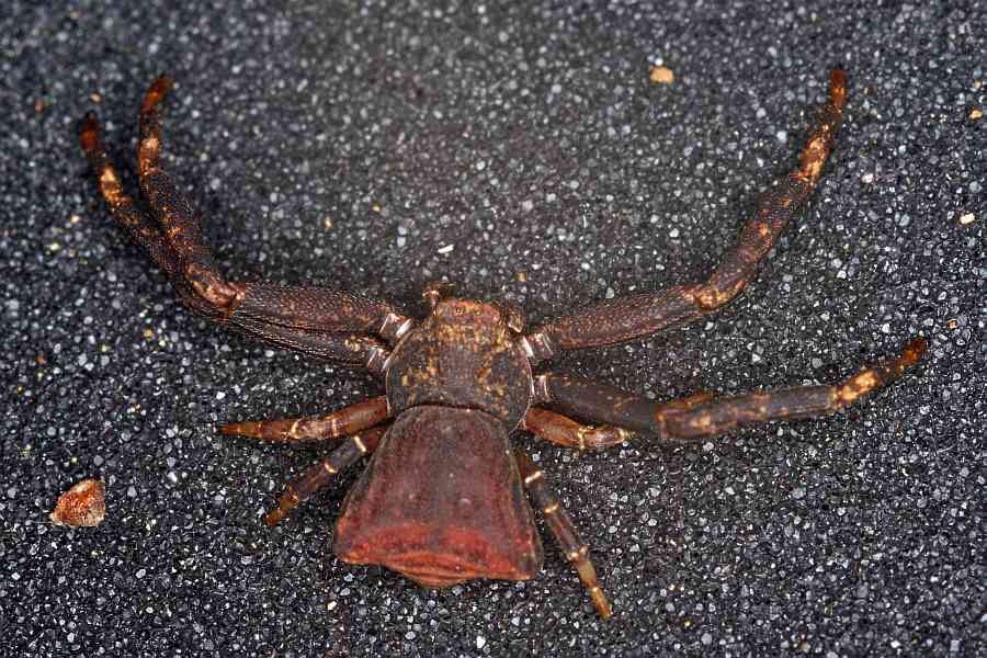 Pistius truncatus / Stutzkrabbenspinne / Krabbenspinnen - Thomisidae / Ordnung: Webspinnen - Araneae