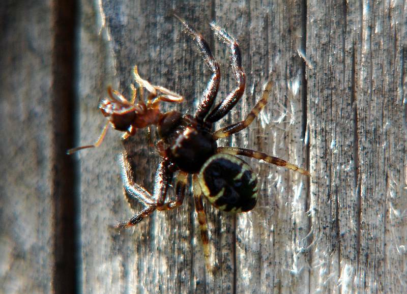 Synaema globosum / Südliche Glanz-Krabbenspinne / Familie: Krabbenspinnen - Thomisidae / Ordnung: Webspinnen - Araneae