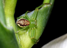 Diaea dorsata / Grüne Krabbenspinne / Familie: Krabbenspinnen - Thomisidae / Ordnung: Webspinnen - Araneae