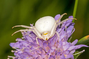 Misumena vatia / Veränderliche Krabbenspinne / Familie: Krabbenspinnen - Thomisidae / Ordnung: Webspinnen - Araneae