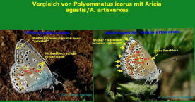 Aricia agestis / Kleiner Sonnenröschen-Bläuling im Vergleich mit Polyommatus icarus