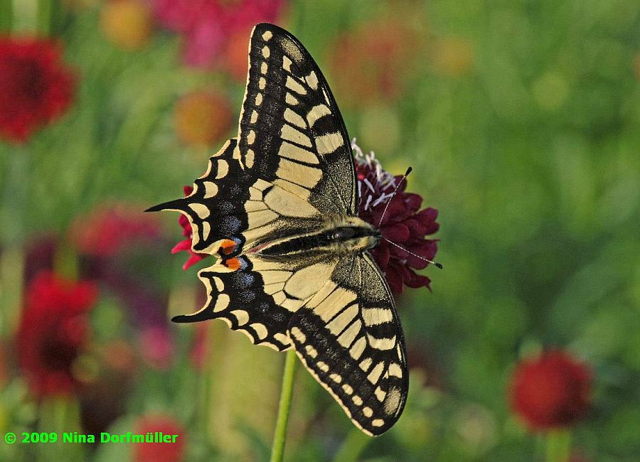 Papilio machaon / Schwalbenschwanz / Tagfalter - Ritterfalter - Papilionidae