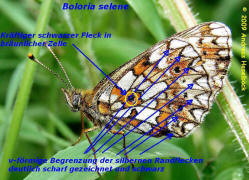 Boloria selene / Braunfleckiger Perlmutterfalter / Tagfalter - Edelfalter - Nymphalidae