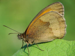 Maniola jurtina / Großes Ochsenauge / Edelfalter - Nymphalidae - Augenfalter - Satyridae