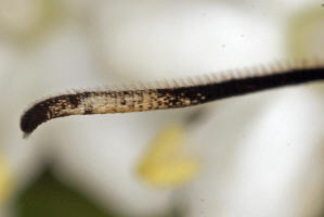 Synanthedon spheciformis / Erlen-Glasflügler / Glasflügler - Sesiidae - Sesiinae - Synanthedonini