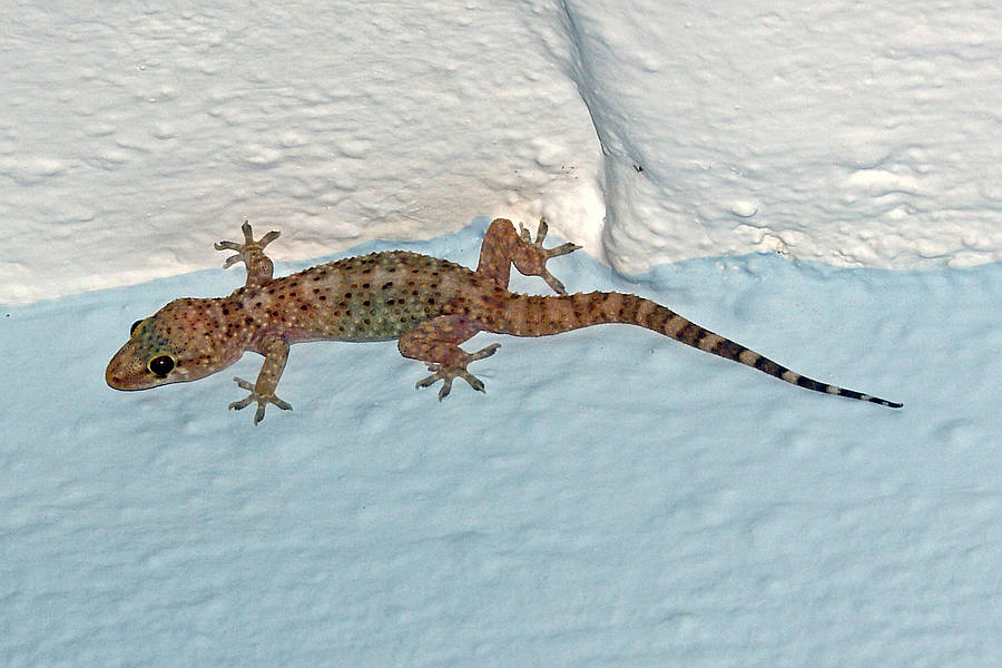 Hemidactylus turcicus / Europäischer Halbfinger / Geckos - Gekkonidae / Ordnung: Schuppenkriechtiere - Squamata