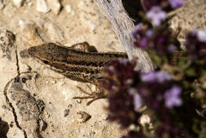 Psammodromus blanci / Blanc's Sandlufer / Echte Eidechsen - Lacertidae