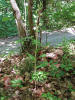 Cephalanthera damasonium / Weißes Waldvögelein