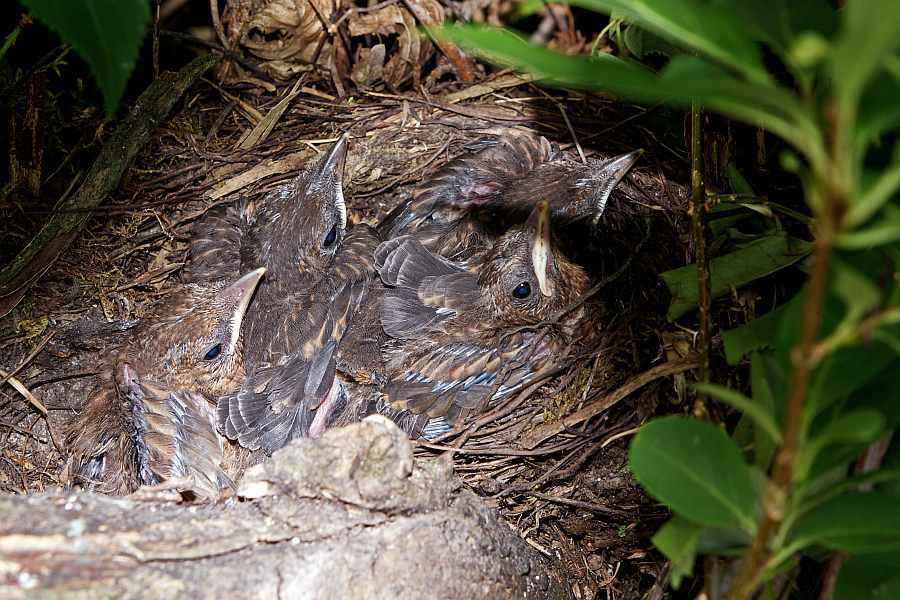Turdus merula / Amsel / Jungvögel im Nest