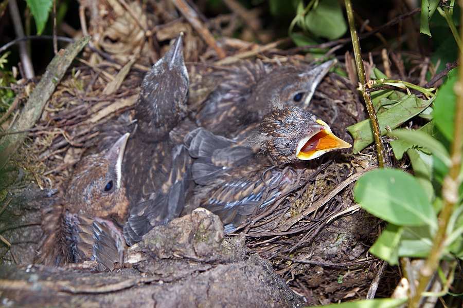 Turdus merula / Amsel / Jungvögel im Nest