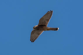 Falco tinnunculus / Turmfalke / Falkenartige - Falconidae