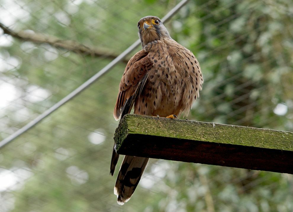 Falco tinnunculus / Turmfalke / Falkenartige - Falconidae