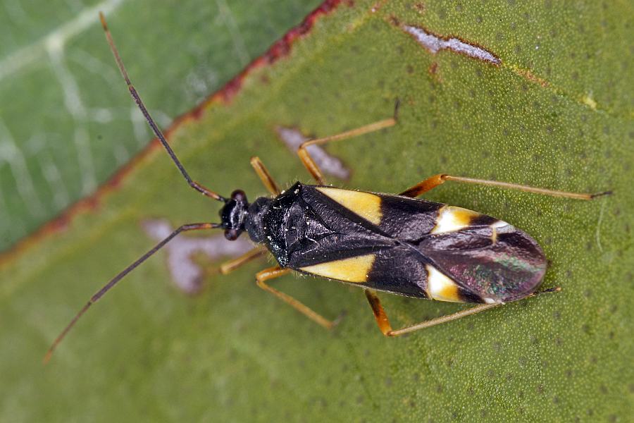 Dryophilocoris flavoquadrimaculatus / Vierfleck-Eichenwanze / Weichwanzen - Miridae