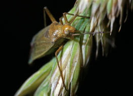 Calocoris affinis / Grüne Distelwanze / Weichwanzen - Miridae