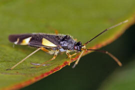 Dryophilocoris flavoquadrimaculatus / Vierfleck-Eichenwanze / Weichwanzen - Miridae