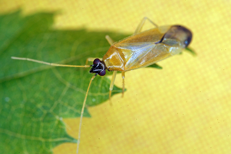 Phylus melanocephalus / Schwarzköpfige Eichenweichwanze / Weichwanzen - Miridae