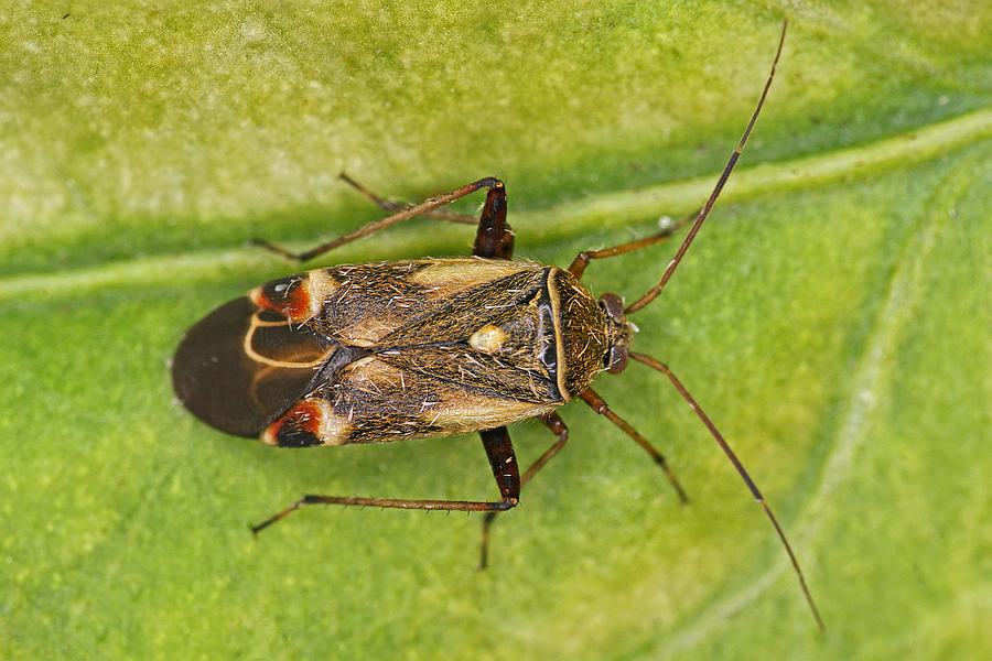 Polymerus unifasciatus / Ohne deutschen Namen / Weichwanzen - Miridae