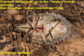 Halyomorpha halys / Marmorierte Baumwanze / Baumwanzen - Pentatomidae / Ordnung: Wanzen - Heteroptera