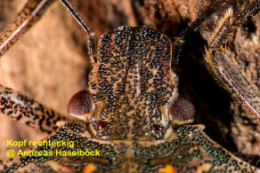 Halyomorpha halys / Marmorierte Baumwanze / Baumwanzen - Pentatomidae / Ordnung: Wanzen - Heteroptera