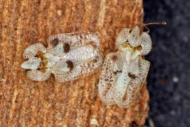 Corythucha ciliata / Platanen-Netzwanze / Netz- bzw. Gitterwanzen - Tingidae - Tinginae
