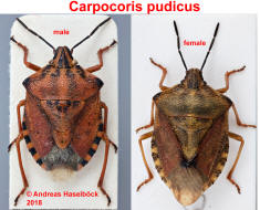 Carpocoris pudicus / Ohne deutschen Namen