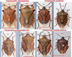 Vergleich verschiedener Carpocoris-Arten