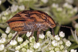 Odontotarsus purpurolineatus / Ohne deutschen Namen / Schildwanzen - Scutelleridae