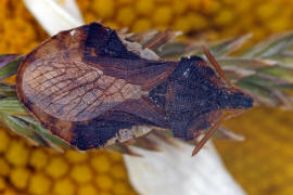 Phymata crassipes / Teufelchen / Gottesanbeterinnen-Wanze / Raubwanzen - Reduviidae (früher Gespensterwanzen - Phymatidae) / Ordnung: Schnabelkerfe - Hemiptera / Unterordnung: Wanzen - Heteroptera 