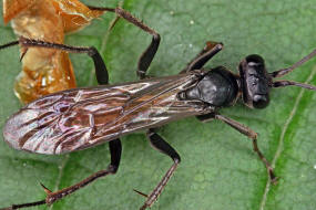 Arachnospila spec. / Wegwespe / Wegwespen - Pompilidae / berfamilie: Vespoidae