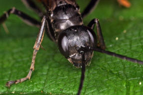 Arachnospila spec. / Wegwespe / Wegwespen - Pompilidae / berfamilie: Vespoidae