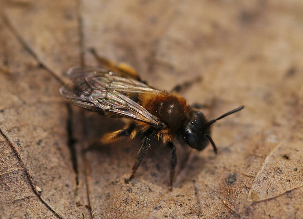 Andrena bicolor / Zweifarbige Sandbiene / Andreninae (Sandbienenartige) / Hautflügler - Hymenoptera