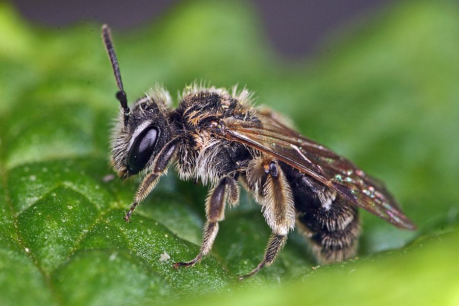 Andrena strohmella / Leisten-Zwergsandbiene / Bienen - Apidae / Andreninae (Sandbienenartige) / Hautflügler - Hymenoptera