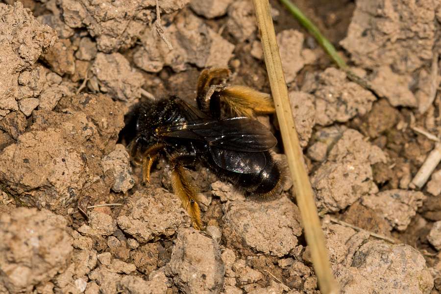 Panurgus banksianus / Große Zottelbiene / Andrenidae - Sandbienenartige / Hymenoptera - Hautflügler