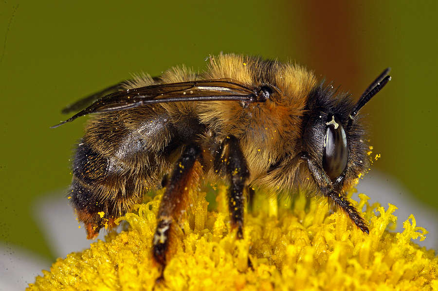 Anthophora furcata / Wald-Pelzbiene / Ziest-Pelzbiene / Apinae (Echte Bienen) / Ordnung: Hautflügler - Hymenoptera