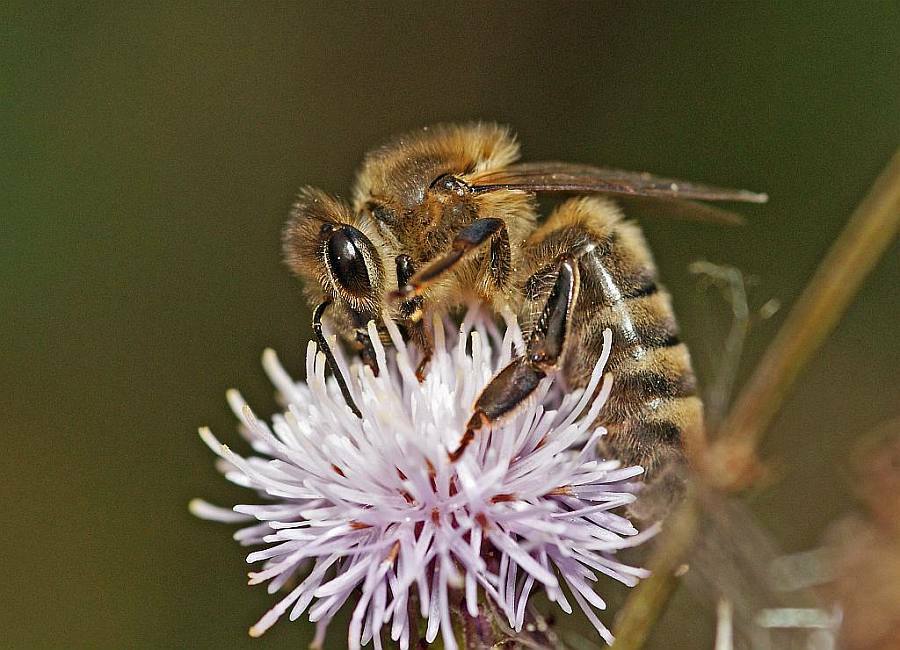 Apis mellifera / Honigbiene / Apinae (Echte Bienen) / Ordnung: Hautflügler - Hymenoptera