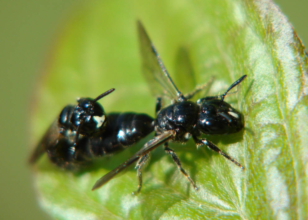 Ceratina cucurbitina / Schwarze Keulenhornbiene / Apinae (Echte Bienen) / Ordnung: Hautflügler - Hymenoptera