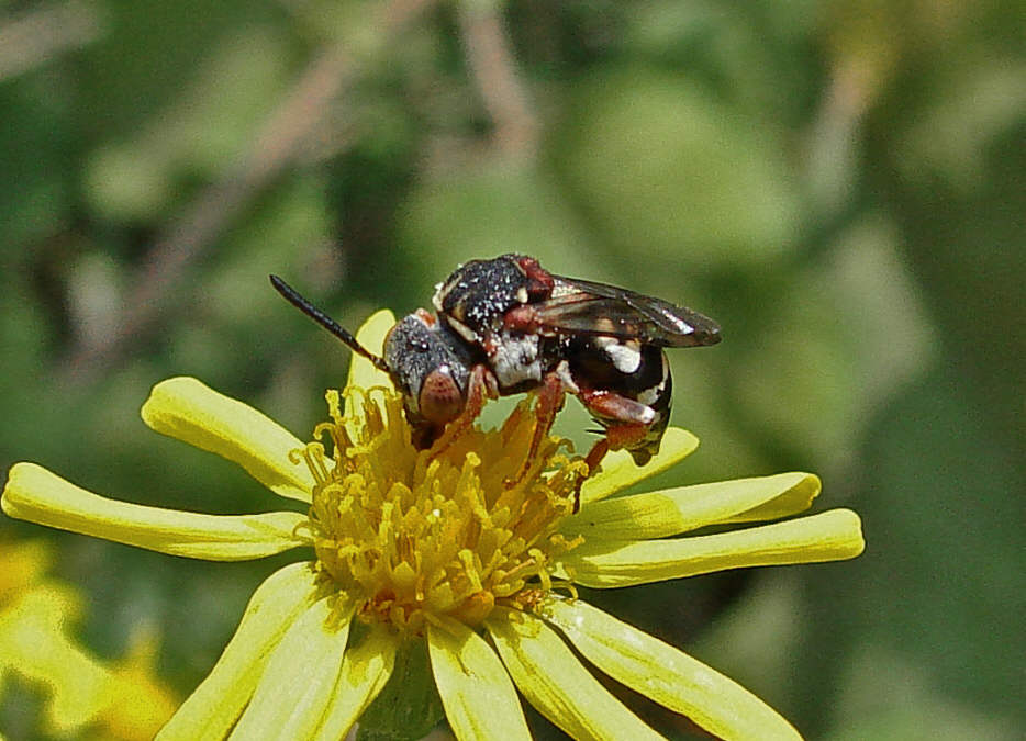 Epeolus variegatus / Filzbiene / Apinae (Echte Bienen) / Ordnung: Hautflügler - Hymenoptera