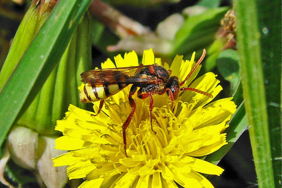 Nomada flava / Gelbe Wespenbiene / Apinae (Echte Bienen) / Ordnung: Hautflügler - Hymenoptera