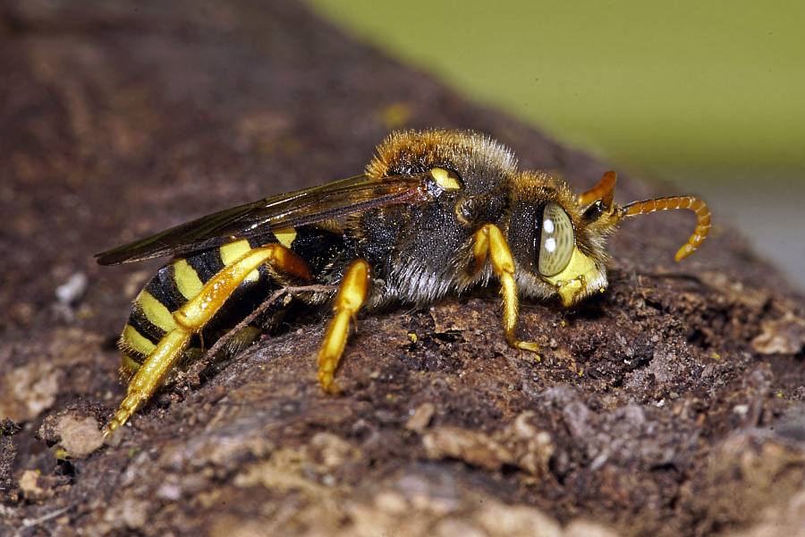 Nomada sexfasciata / Langkopf-Wespenbiene / Apidae (Echte Bienen) / Ordnung: Hautflügler - Hymenoptera