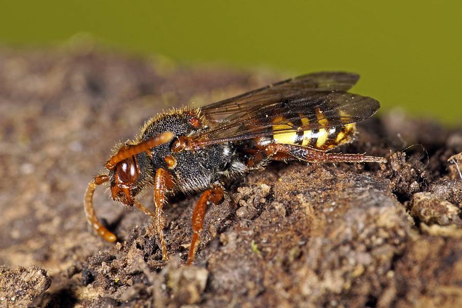 Nomada zonata / Binden-Wespenbiene / Apidae (Echte Bienen) / Ordnung: Hautflügler - Hymenoptera