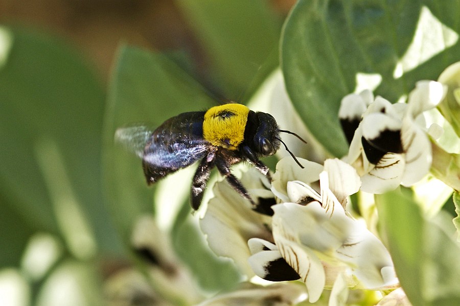 Xylocopa pubescens Spinola 1838 / Apidae - Echte Bienen / Hautflügler - Hymenoptera